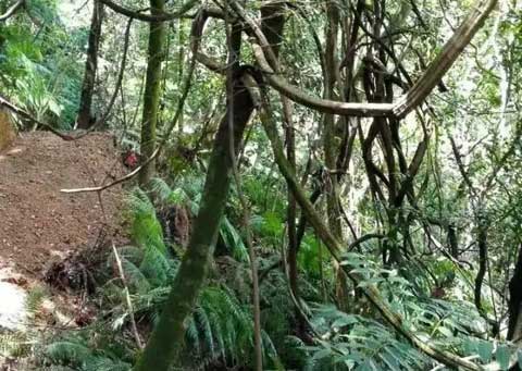 新兴车岗镇云卓面科普森林公园预计今年国庆后可供游人登山远足