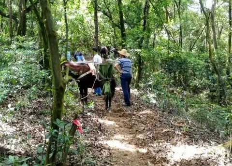 新兴车岗镇云卓面科普森林公园预计今年国庆后可供游人登山远足